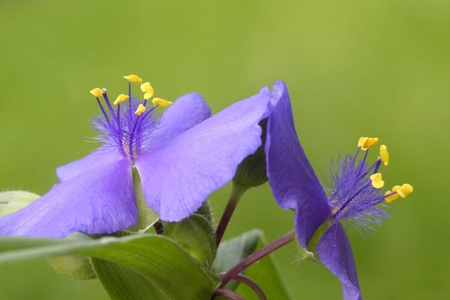 Tradescantia, Italy