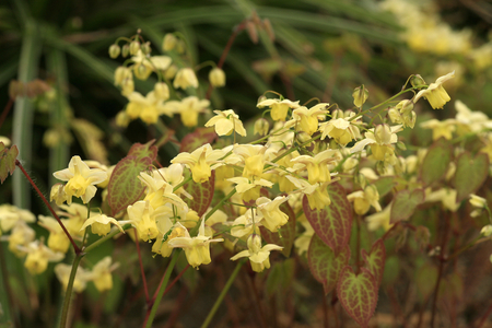 Epimedium perralderianum