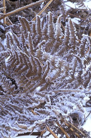 Frost on fern, Italy