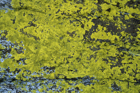 Rhizocarpon Geographicum, Lichen, Italy