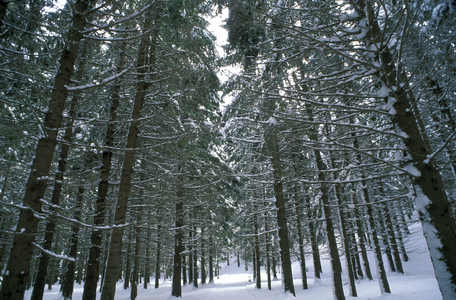 Wood, Sestola, Emilia-Romagna, Italy