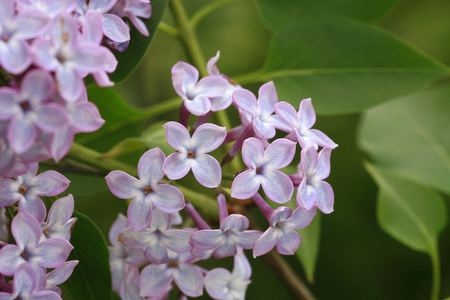Syringa vulgaris