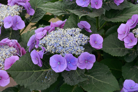 Hydrangea macrophylla Alex