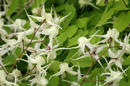 Epimedium sp.