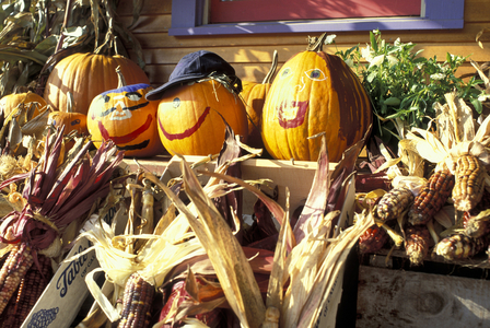 pumpkins for alloween, middlesex, usa