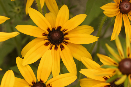 Rudbeckia hirta, Italy