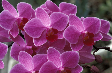 Phalaenopsis “” Step One”