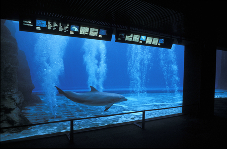 Dolphins tank, Aquarium, Genoa, Liguria, Italy