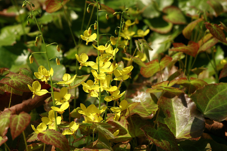 Epimedium x versicolor “Neosulphureum””