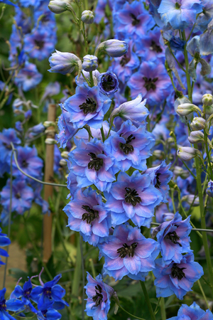 Delphinium Blue Dawn
