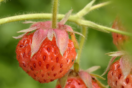 Fragaria vesca, Italy