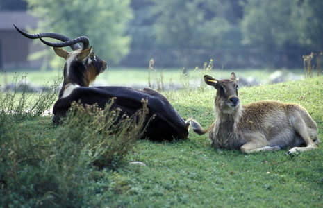Sasins, Safari park, Natura Viva park, Bussolengo, Veneto, Italy