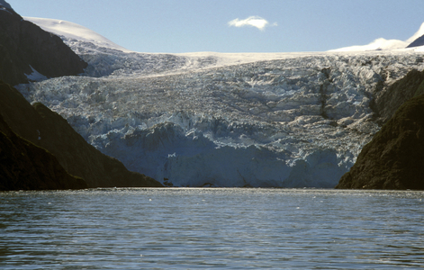 Sea lions, Resurrection bay, Alaska, United States of America, North America