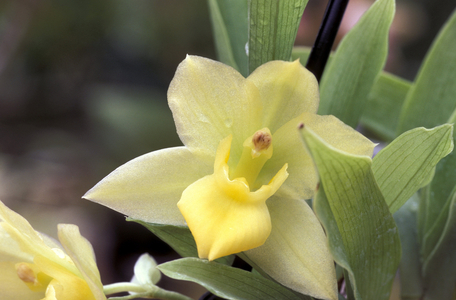 Promenaea Guttata x Stapelioids