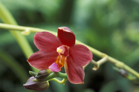 Phalaenopsis “” Zebulon”