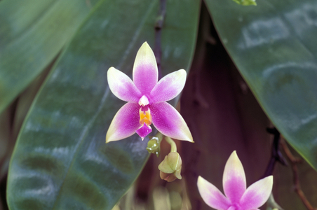 Phalaenopsis Violacea