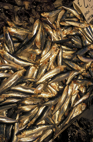 Pilchards, Fishmarket, Venice, Veneto, Italy