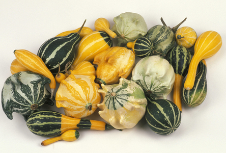 Courgettes, Italy