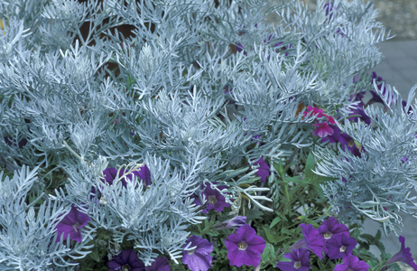 Senecio Viravira