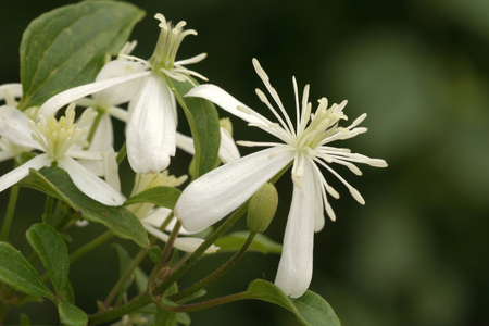 Clematis