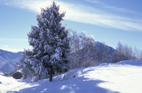 Snow on pinewood, Prealpi, Lombardy, Italy