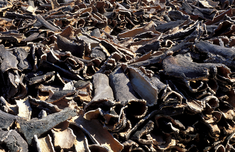 Cork bark, South Italy, Italy