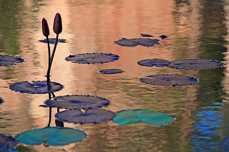 Giardini Ipogei between tuff quarries, Favignana island, Aegadian Islands, Sicily, Italy
