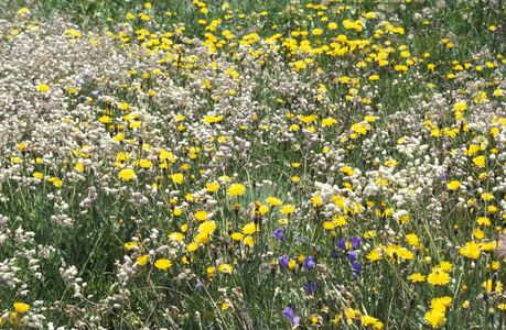 Flowers, Trentino Alto-Adige, Italy