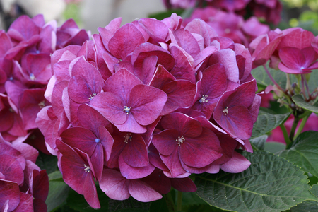 Hydrangea macrophylla Marine