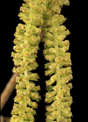 Corylus Avellana, Hazelnut flowers, North Italy, Italy