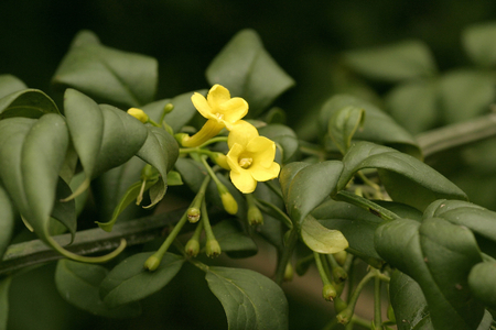 Jasminum humile, yellow jasmine