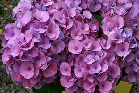 Hydrangea macrophylla Elbtal