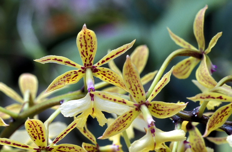 Epidendrum Stamfordianum