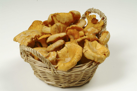 Finferli mushrooms or Chanterelle, Italy