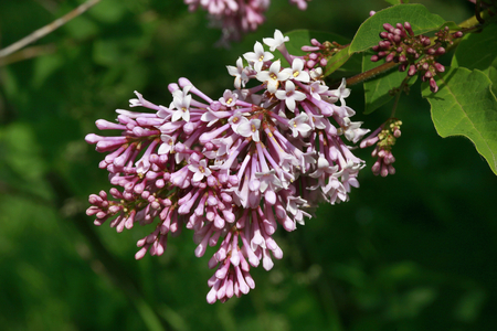 Syringa wolfii