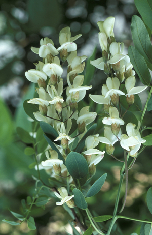 Robinia Pseudacacia, Italy