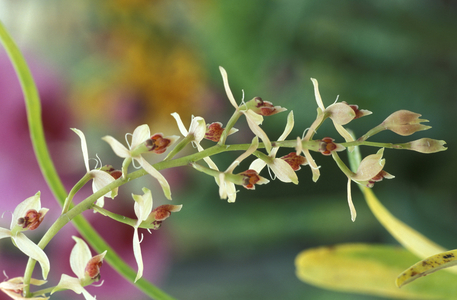 Epidendrum Ferruginum