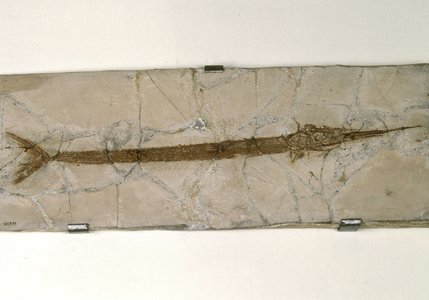 Blochius Longirostris, Swordfish fossil, Bolca, Veneto, Italy