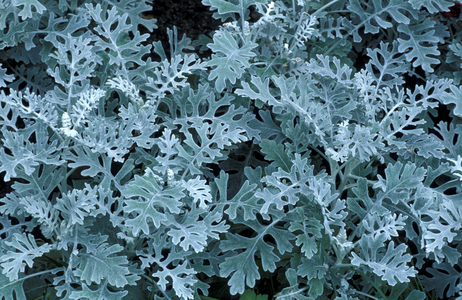 Senecio Cineraria “” Silverdust”