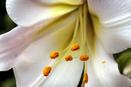 Lilium regale