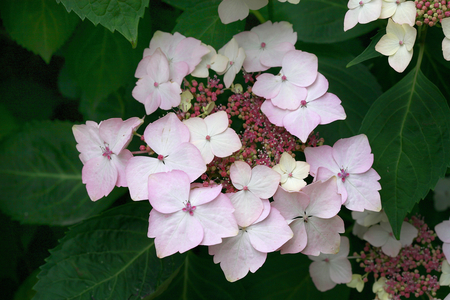 Hydrangea macrophylla White Wave
