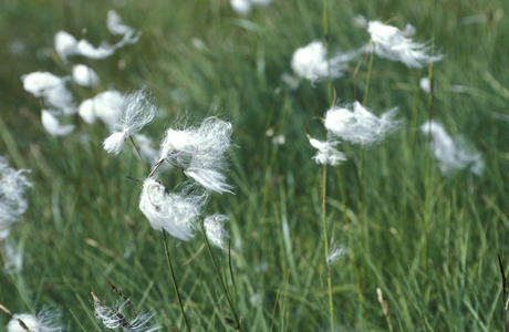 Flowers, Trentino Alto-Adige, Italy
