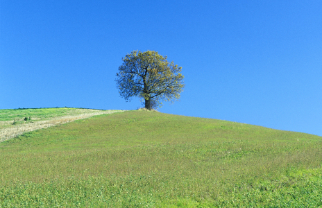 Quercus Robur, Italy