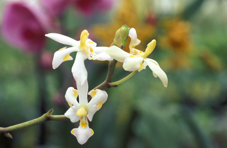 Doritis Pulcherrima var. Aquinii Alba