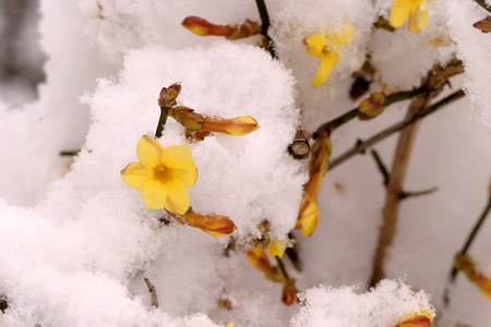 Jasminum nudiflorum, Italy