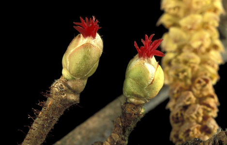 Corylus Avellana, Hazelnut flowers, North Italy, Italy