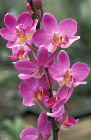 Phalaenopsis, hybrid