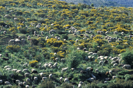 Sheeps, Sardinia, Italy