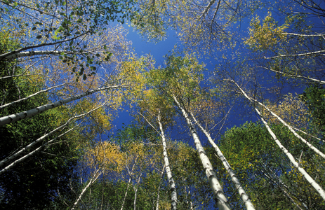 Betula Alba, Italy