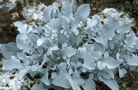 Centaurea ragusina